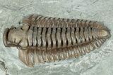 Bargain, Flexicalymene Trilobite (Molt) Fossil - Indiana #287617-3